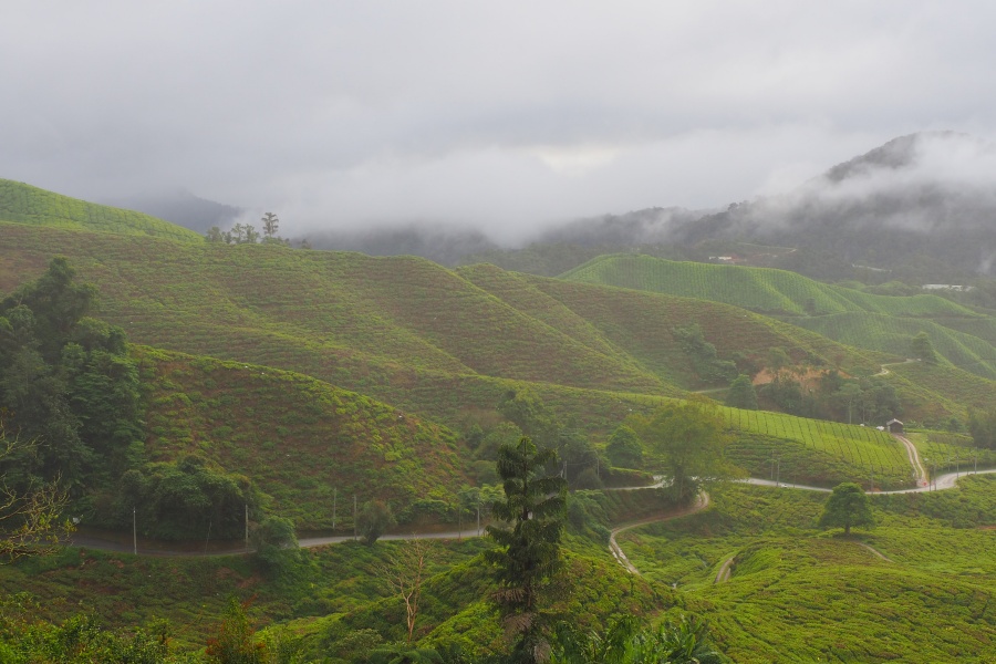BOH Tea plantation cameron highlands travel guide