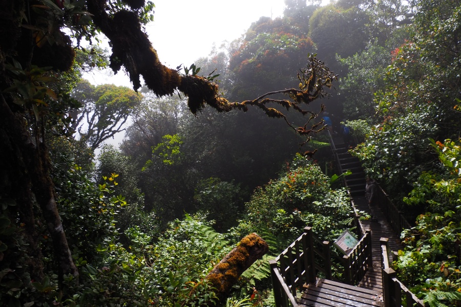 mossy forest cameron highlands travel guide