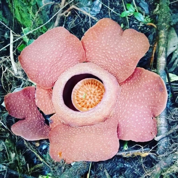 rafflesia flower cameron highlands travel guide